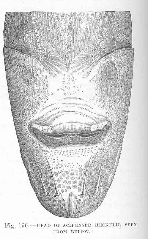 Acipenser naccarii Bonaparte, 1836